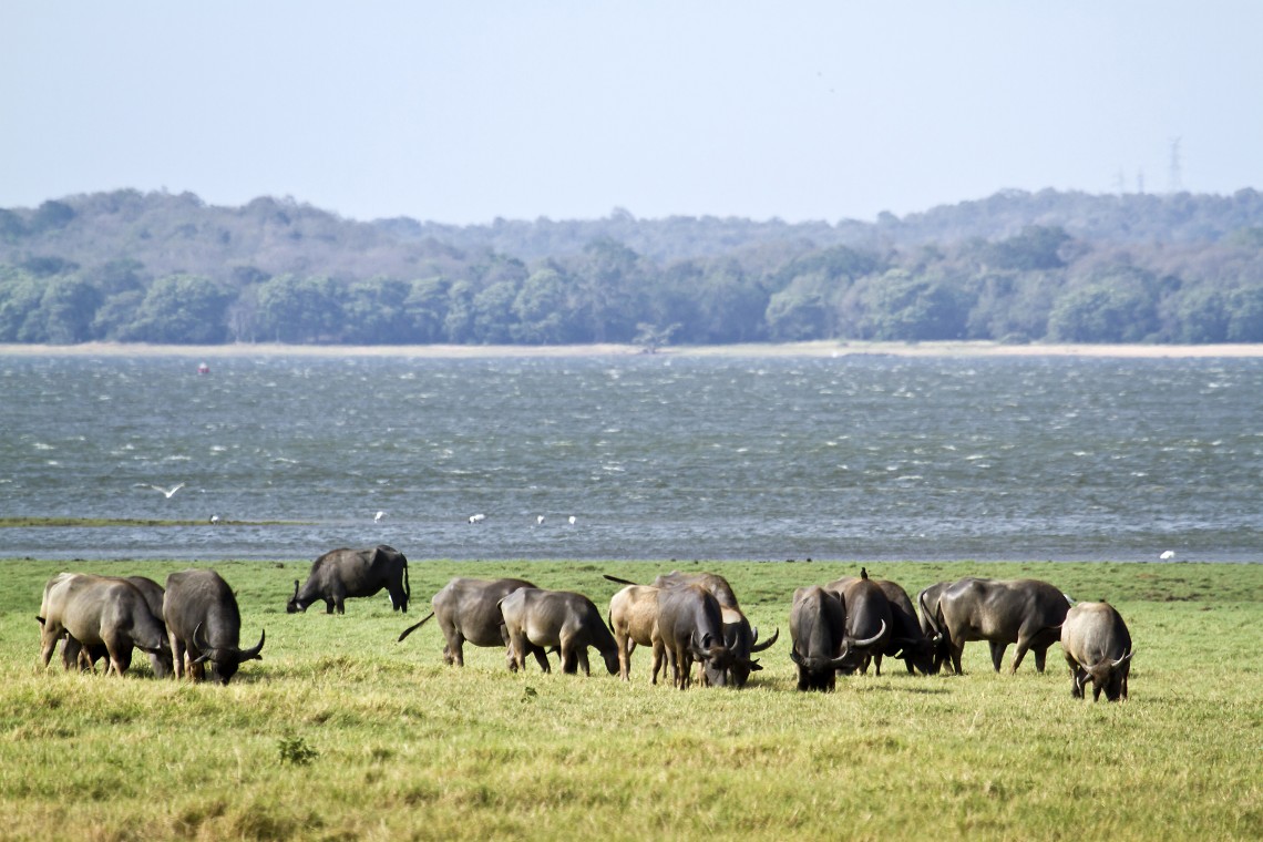 Herd of water buffalos grazing the grasslands of Kaziranga National Park